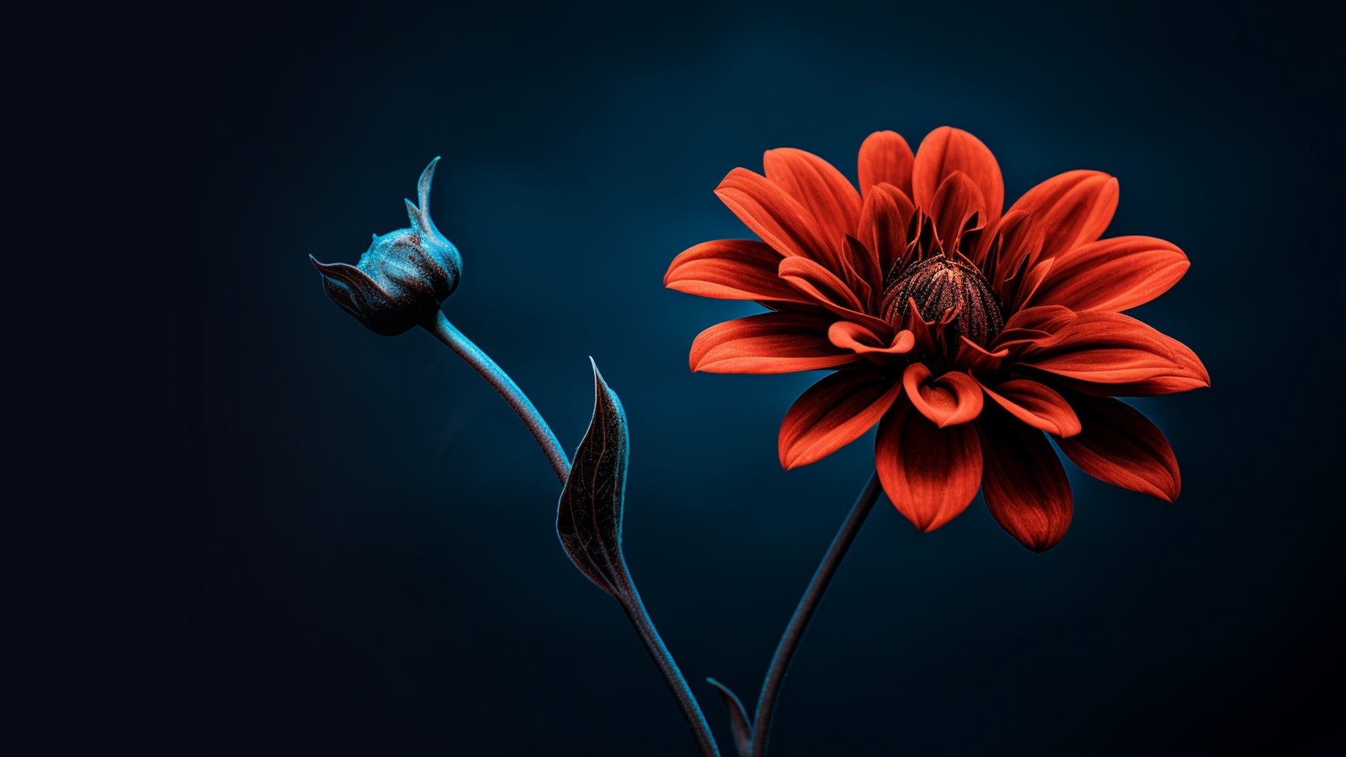 A Fiery Bloom Amidst the Serenity of the Night Bold Statement